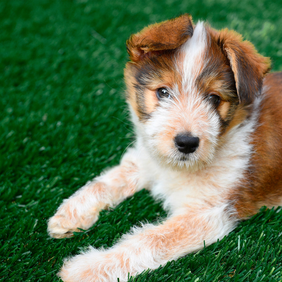 48 Oz Artificial Pet Turf