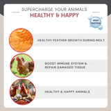 Dried Mealworms 10 Lbs - Organic Chicken Feed for Laying Hens, Bird Seed for outside Feeders
