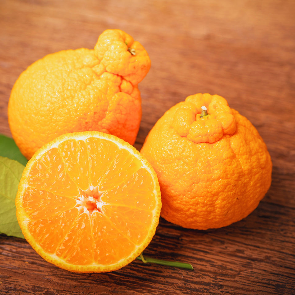 Shiranui Mandarin Tree