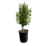 Shiranui Mandarin Tree