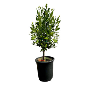 Shiranui Mandarin Tree