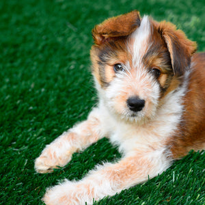 48 Oz Artificial Pet Turf