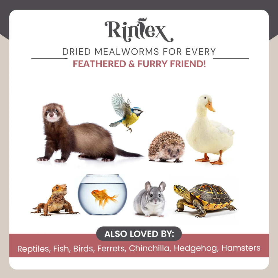 Dried Mealworms 10 Lbs - Organic Chicken Feed for Laying Hens, Bird Seed for outside Feeders