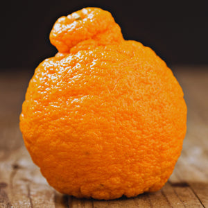 Shiranui Mandarin Tree