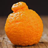 Shiranui Mandarin Tree